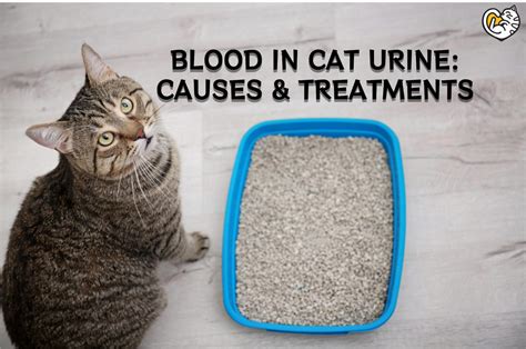 Not <b>urinating</b> during the first 24 hours <b>after</b> surgery can be a very serious complication and needs an immediate examination by your veterinarian. . Cat still peeing blood after antibiotics